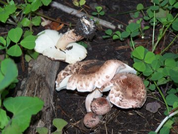 Lepiota cristata? Cfr. Lepiota brunneoincarnata